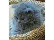 Pretty grey kitten curly coated kitten Friendly and....