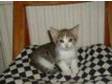 KITTENS FOR SALE. ADORABLE KITTENS FOR SALE 3 gorgeous....