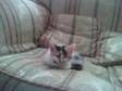 KITTEN FOR SALE. Playful and loveble kitten for sale has....