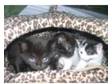 2 Adorable Kittens £ 40. 2 black male kittens. litter....