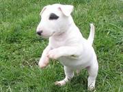 Gorgeous Bull Terrier Puppies For Adorable Homes