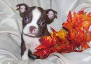 Boston Terrier puppies for lovely home