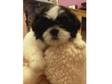 Shih Tzu Bitch Puppy. hello this is Santarna she is a....