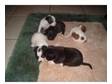 minature jack russel x chihuahua puppies for sale. both....