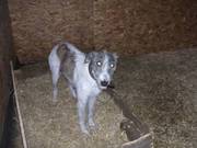 saluki cross greyhound pups