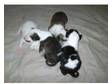 english bull terrier puppies for sale. I have 3 bitches....