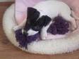 10wk old jack russell for sale. millie has been fully....
