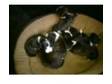 puppy staffs 4 sale. 5 boys n 2 girls mum red n white....