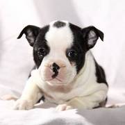Boston TerrierCute and full of fun,  these puppies are looking for a l