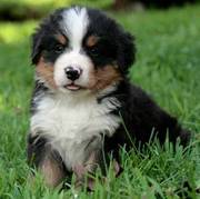 Bernese Mountain Dog Puppies for sale in Pa
