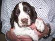 Cocker Spaniel Puppies. READY NOW 2 beautiful choc and....