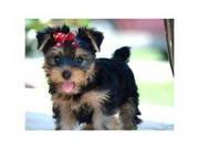 Pure breed Yorkie Puppies