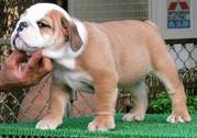 Adorable Sweet looking bulldog puppies for sale
