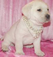 Labrador Puppies for Pets Loves