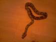 09 Common Red Tail Boa for Sale/swap