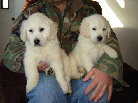 golden retriever puppies for sale in wisconsin. HEALTHY Golden retriever